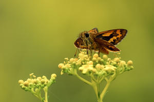 オミナエシと蝶々 - やきとりブログ