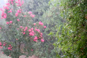 百日紅にオリーブに雨降り夕べには空晴れて白い月 - イタリア写真草子