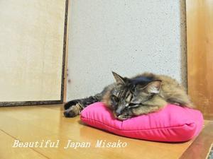 猫に枕～～～(≧∇≦);･ﾟ☆､･：`☆･･ﾟ･ﾟ☆ - Beautiful Japan 絵空事