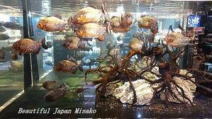 この魚はなんだかわかります～！？;･ﾟ☆､･：`☆･･ﾟ･ﾟ☆ - Beautiful Japan 絵空事