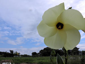 花オクラ ＝ トロロアオイ（黄蜀葵） - 無名子のよしなしごと