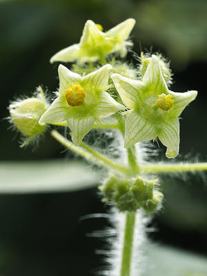 アレチウリ　ルーペで見る雑草の花-10 - 自然観察大学ブログ
