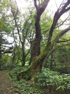 ９月２３日　鳥取県大山　中の原周辺散策 - 週末は山歩き