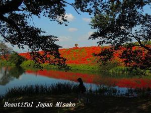 津屋川 彼岸花の咲く頃に;･ﾟ☆､･：`☆･･ﾟ･ﾟ☆　9月30日 - Beautiful Japan 絵空事