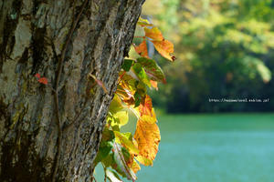 志賀高原の紅葉のはじまり - 野沢温泉とその周辺いろいろ２