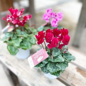 クレマチス 白馬 さにべるスタッフblog Sunny Day S Garden