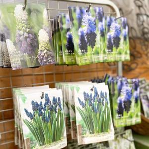 クレマチス 白馬 さにべるスタッフblog Sunny Day S Garden