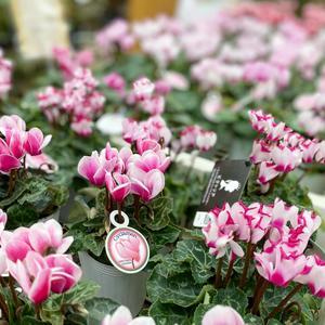 クレマチス 白馬 さにべるスタッフblog Sunny Day S Garden