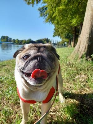 犬がアロマオイルを舐めてしまった パグっ子ジョバへの片思い Giovanni My Lovely Pug 犬がアロマオイルを舐めてしまった パグっ子ジョバへの片思い Giovanni My Lovely Pug