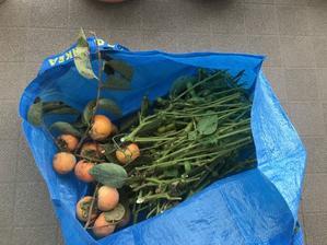 黒豆と柿の収穫 - 今日もハレルヤ