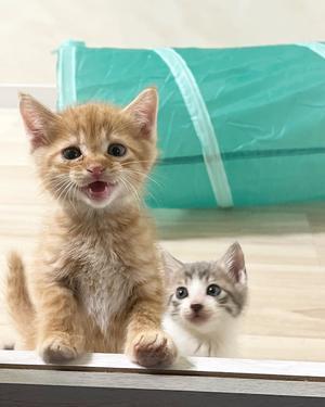 猫の幸せのため、力を貸してください！！！ - ちくわぶ料理研究家＆まるやま商店・丸山店長のブログ