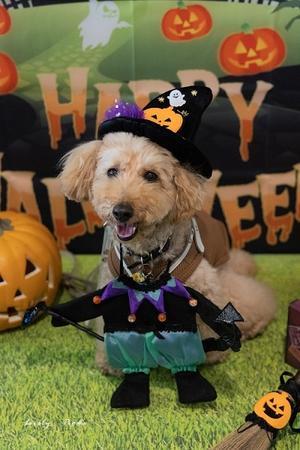 Happy   Halloween   ♪ - Lovely Poodle