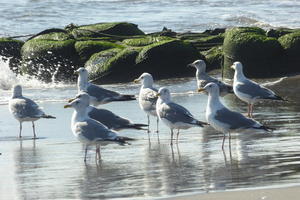 今日の浜辺No.256 - 「カモメが舞う渚」　三浦半島 海辺の風景