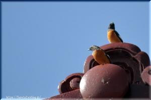 青空と… - フロリズム♪。*