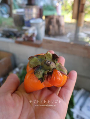 柿と鰻弁当 - yamatoのひとりごと