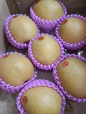 鳥取倉吉の「王秋梨」 - 食品ロス削減料理研究家ブログ行長万里 　日本全国　美味しい話