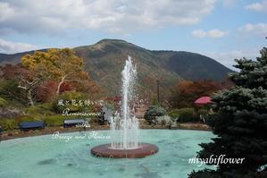箱根 強羅公園そして小さな花 - 風と花を紡いで