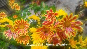 今度は黄色とオレンジ色の菊が咲きだしたっ&#128149;;･ﾟ☆､･：`☆･･ﾟ･ﾟ☆ - Beautiful Japan 絵空事
