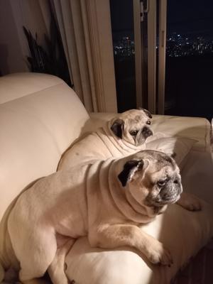 びっこを引くので病院へ パグっ子ジョバへの片思い Giovanni My Lovely Pug びっこを引くので病院へ パグっ子ジョバへの片思い Giovanni My Lovely Pug