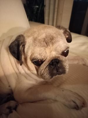 びっこを引くので病院へ パグっ子ジョバへの片思い Giovanni My Lovely Pug びっこを引くので病院へ パグっ子ジョバへの片思い Giovanni My Lovely Pug