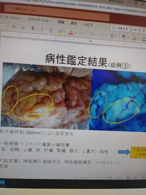 大脳皮質壊死症の報告 - 北海道NOSAI　宗谷支所　非公式　ブログ　