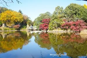 秋のグラデーション　東京 町田市 薬師池公園にて - 風と花を紡いで