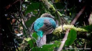 コスタリカサベグレ谷の野鳥など - とことん写真