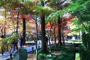 平林寺の紅葉 - お散歩写真     O-edo line