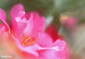 山茶花の花　写真展 - ナチュラル キッチン せさみ　＆　ヒーリングルーム　セサミ