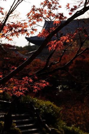 東福寺の紅葉 - ミセス サファイア 静けさの中で