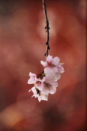 ♪旅の終わりは四季桜と紅葉♬ - 野風の部屋