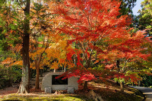 公園山の紅葉 - やきとりブログ