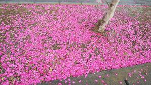 導かれたみち - 白い羽☆彡静岡県東部情報発信・・・PiPiPi♪