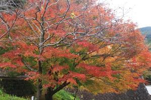 つたの細道公園の紅葉・1♪ - happy-cafe*vol.2