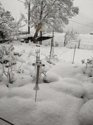 家の窓から雪景色 - 猫とウサギとPちゃんと
