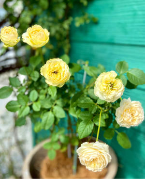 鉢バラの用土替え〝切花品種・ココット、ハッピーウェディングケイ、令和〟 - 薪割りマコのバラの庭