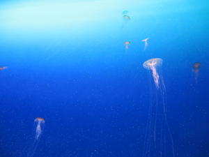 『　探している本　』 - Bleu ciel et la mer 日々の風景