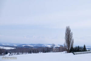 冬景色とケンとメリーの木~1月の美瑛 - My favorite ～Diary 3～