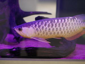 アトア atoa（R05.01.16) part.4【photo】 - 金魚のブログ（仮）水族館別館