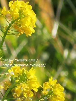 菜の花とオススメ品のお買い物 - nanako*sweets-cafe♪