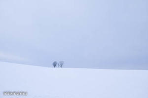 親子の木と冬景色～1月の美瑛 - My favorite ～Diary 3～