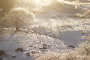 1月22日雪は少なめ、日々心地よく。 - 霧の中から