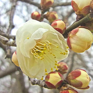 玉牡丹の花 - 