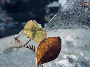 氷写真で不思議世界を創る - 糸巻きパレットガーデン