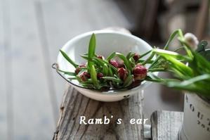 Ramb's ear　  ﾗﾑｽﾞｲﾔｰ　　　　　　