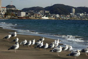 今日の浜辺No.261 - 「カモメが舞う渚」　三浦半島 海辺の風景