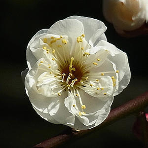 八重野梅の花 - 