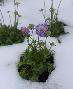 雪の中の花 - 