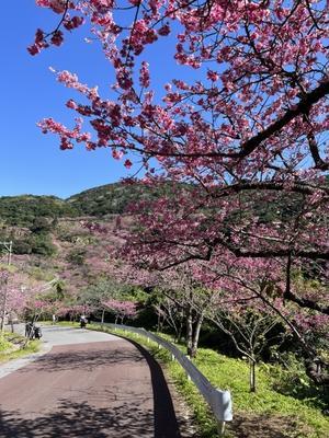 日本一早い桜まつり - 藍。の着物であるこう