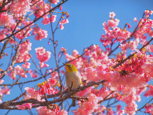 沖縄の春 -寒緋桜- - BLOG -うみのいろはそらのいろ-